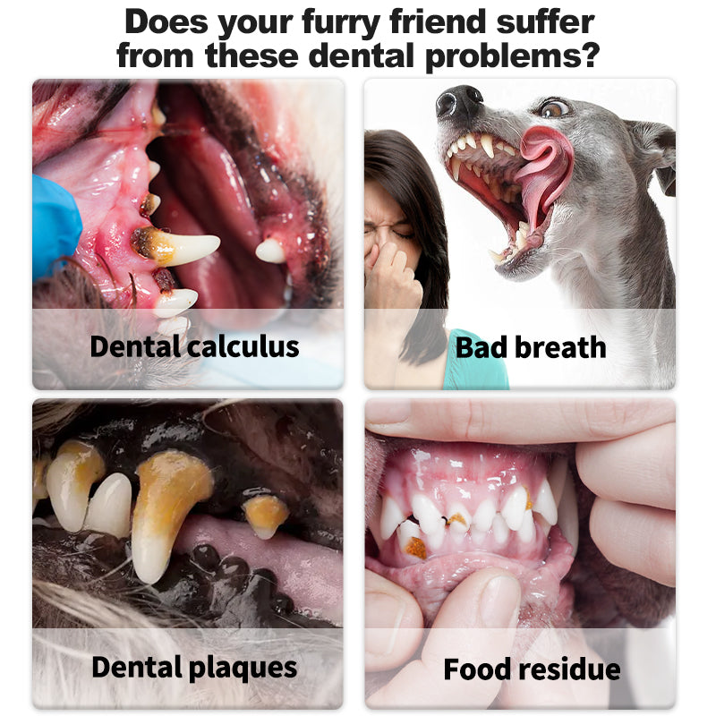 Pet Supplies: Cat and Dog Teeth-Cleaning Pens (3-Pack)