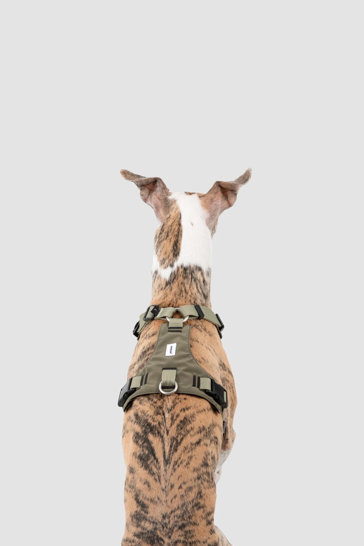 Rear view of the Deep Moss Green harness on a dog