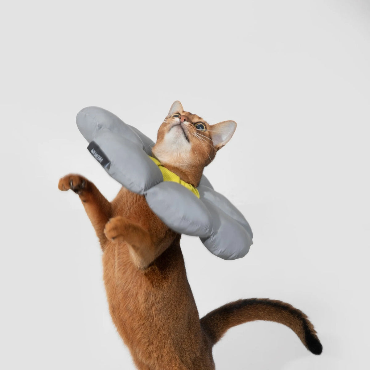 Flower-Shaped Cat Recovery Collar – image 3