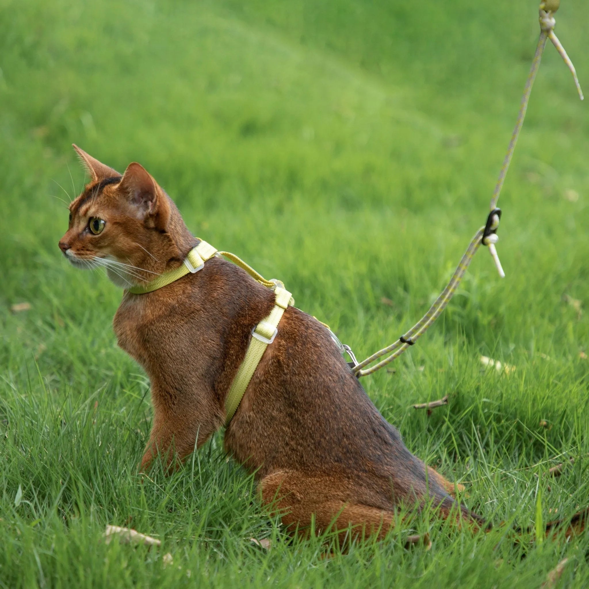 HiDREAM Bobo Series - Rope Spliced Nylon Cat Vest Cat Harness and Leash Set Escape Proof Kitten Harness - HiDREAM