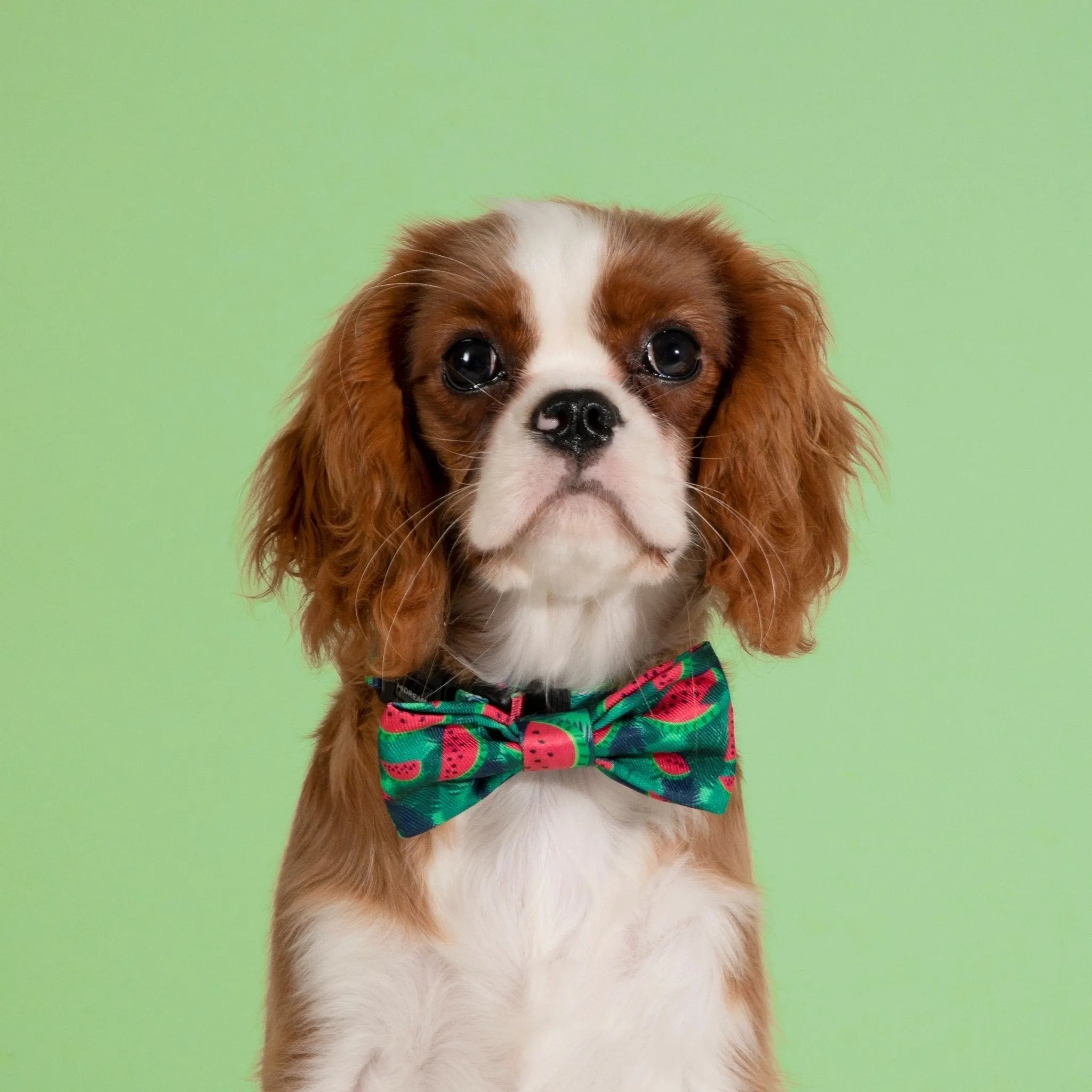 HiDREAM Colorful Series - Bow Tie Fun Bow Ties for Dogs & Cats Cute Comfortable bow tie - HiDREAM