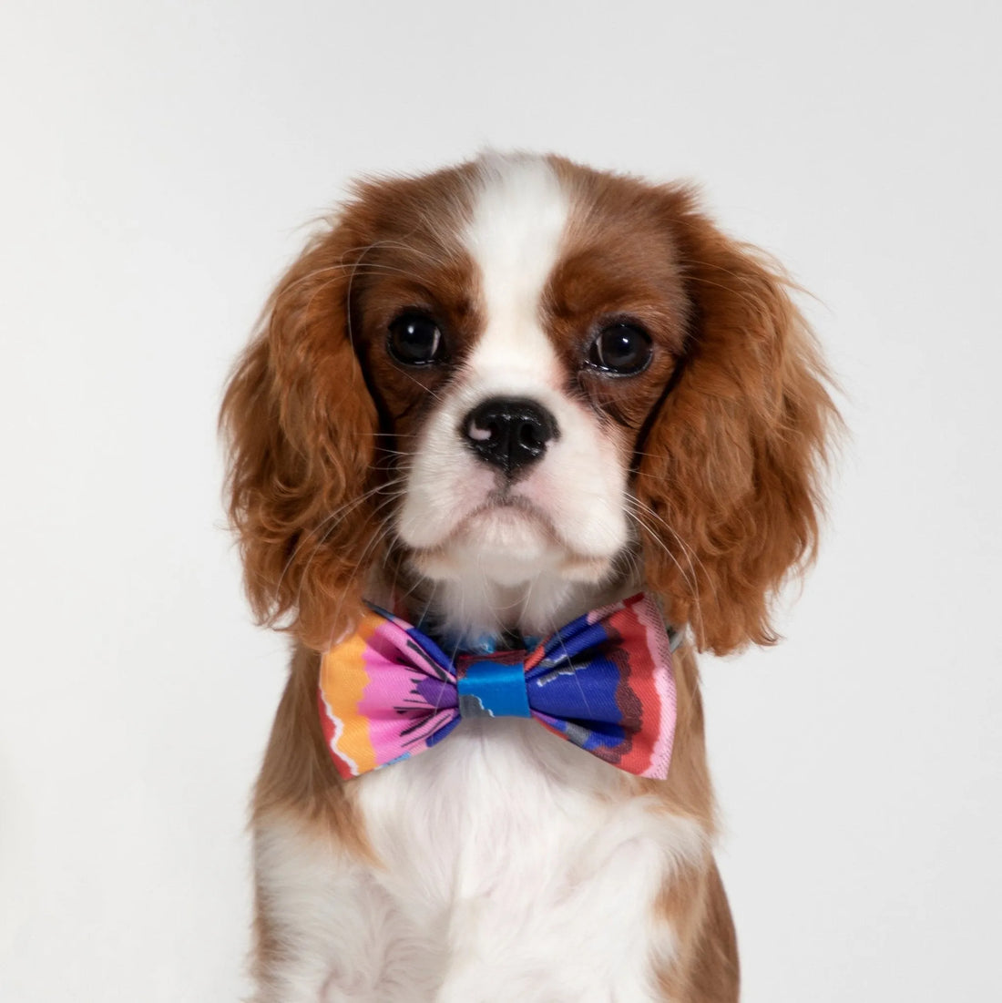 HiDREAM Colorful Series - Bow Tie Fun Bow Ties for Dogs & Cats Cute Comfortable bow tie - HiDREAM