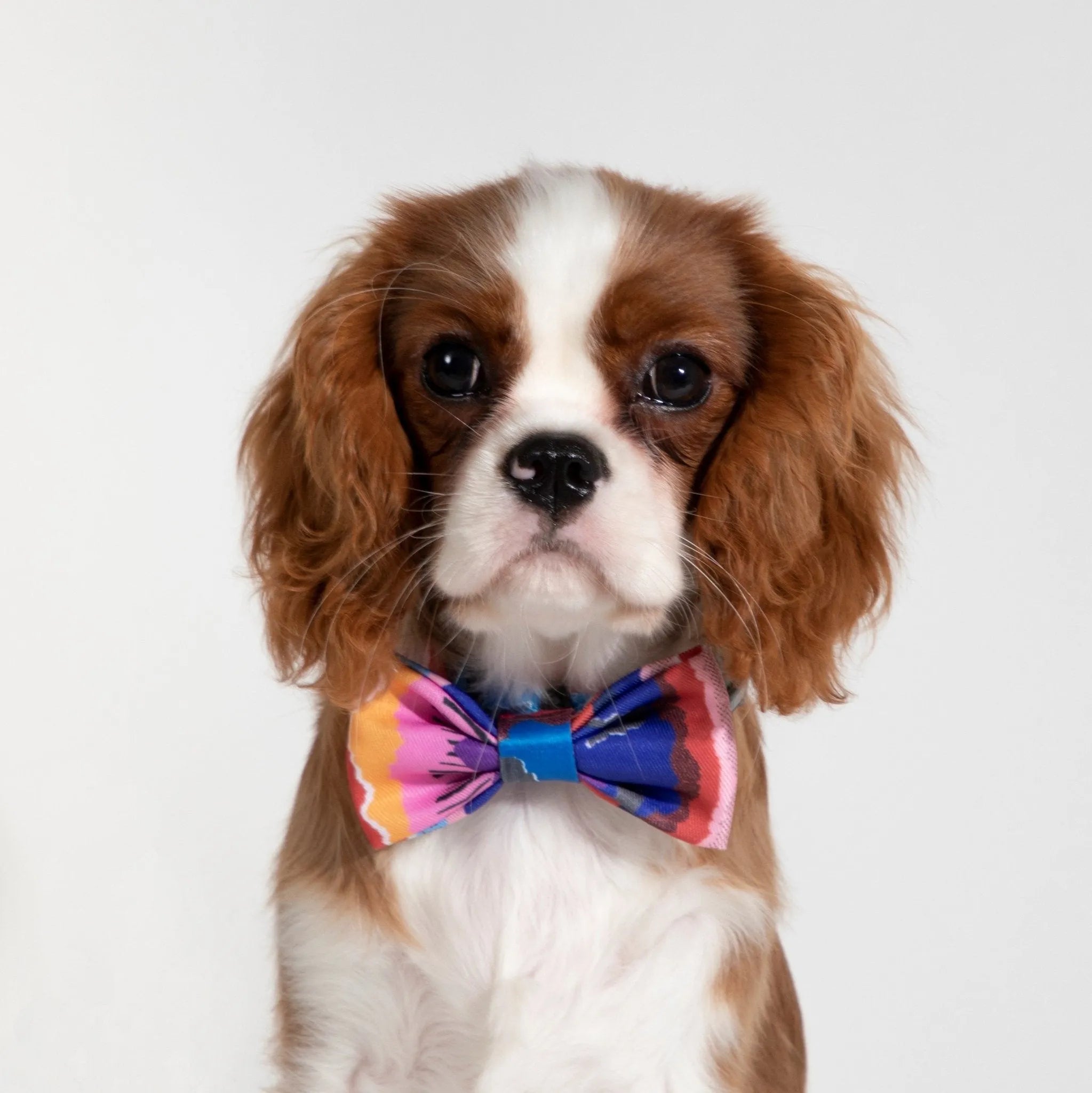 HiDREAM Colorful Series - Bow Tie Fun Bow Ties for Dogs & Cats Cute Comfortable bow tie - HiDREAM