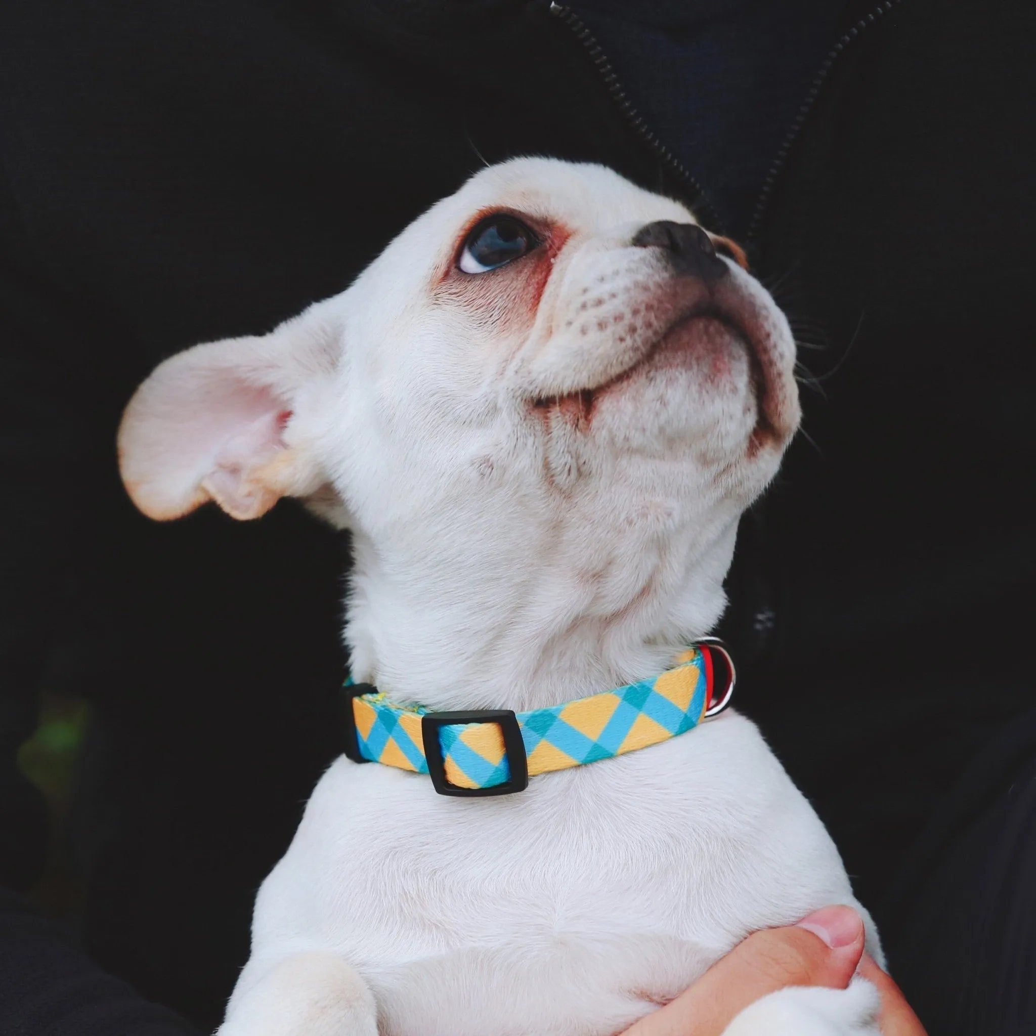 HiDREAM Colorful Series - Dog Colar Bundle Comfortable & Stylish Pet Collar - HiDREAM