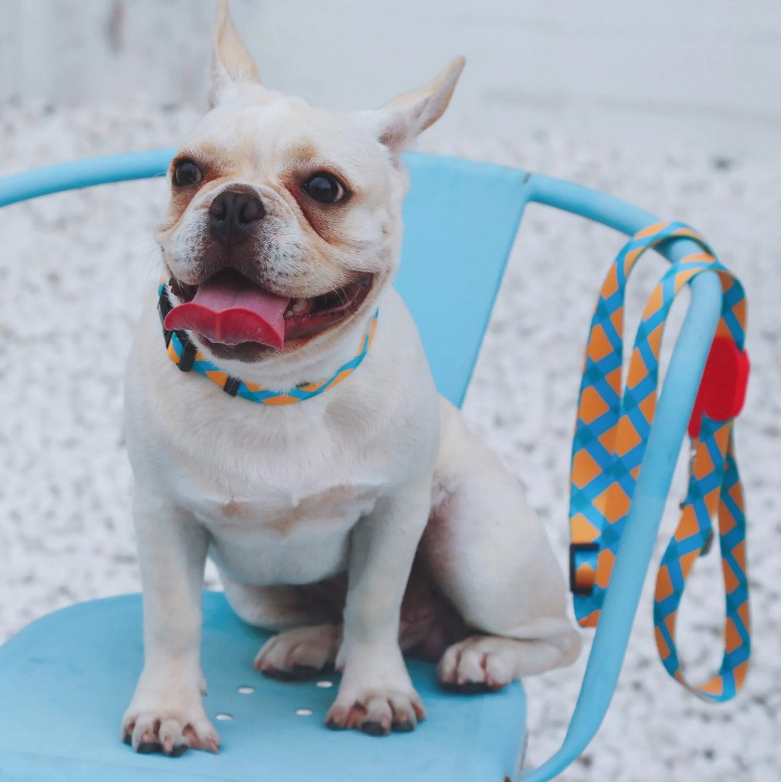 HiDREAM Colorful Series - Dog Colar Bundle Comfortable & Stylish Pet Collar - HiDREAM