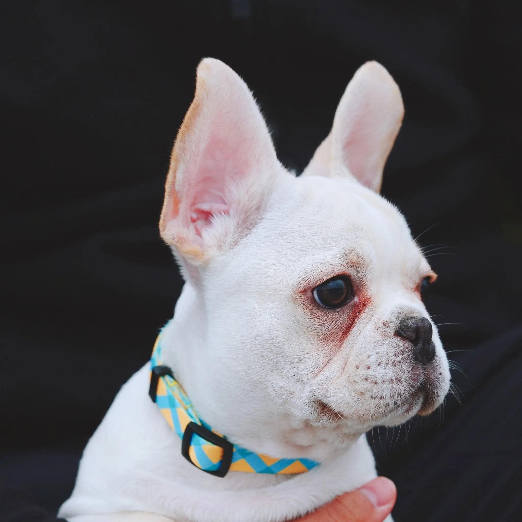 HiDREAM Colorful Series - Dog Colar Bundle Comfortable & Stylish Pet Collar - HiDREAM