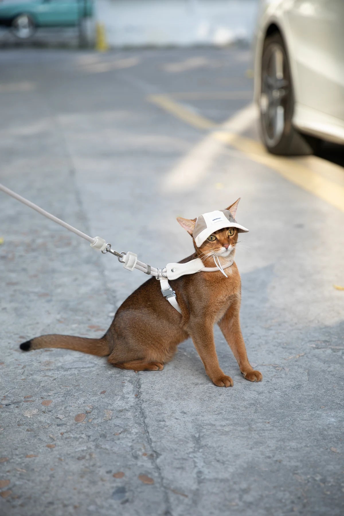 Cat wearing the light-colored cap during a supervised outdoor pause