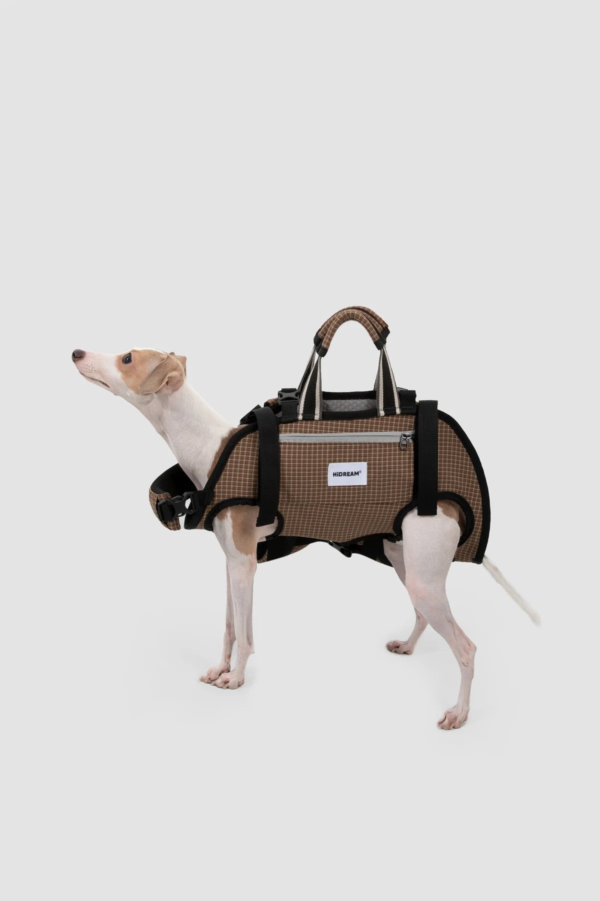 Dog standing in the Brown Check carrier showing leg placement