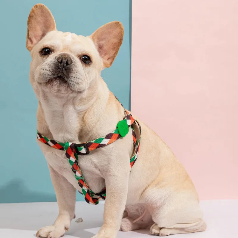 A dog wearing the patterned Colorful Y-front harness against blue and pink studio panels