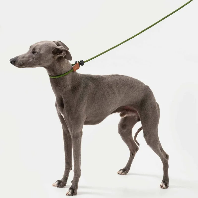 A grey dog with the green Bobo control leash fitted around its neck in the studio
