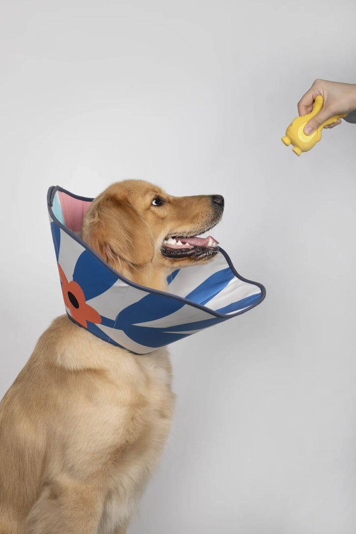 A dog wearing the blue printed Flower Soft Pet Recovery Cone