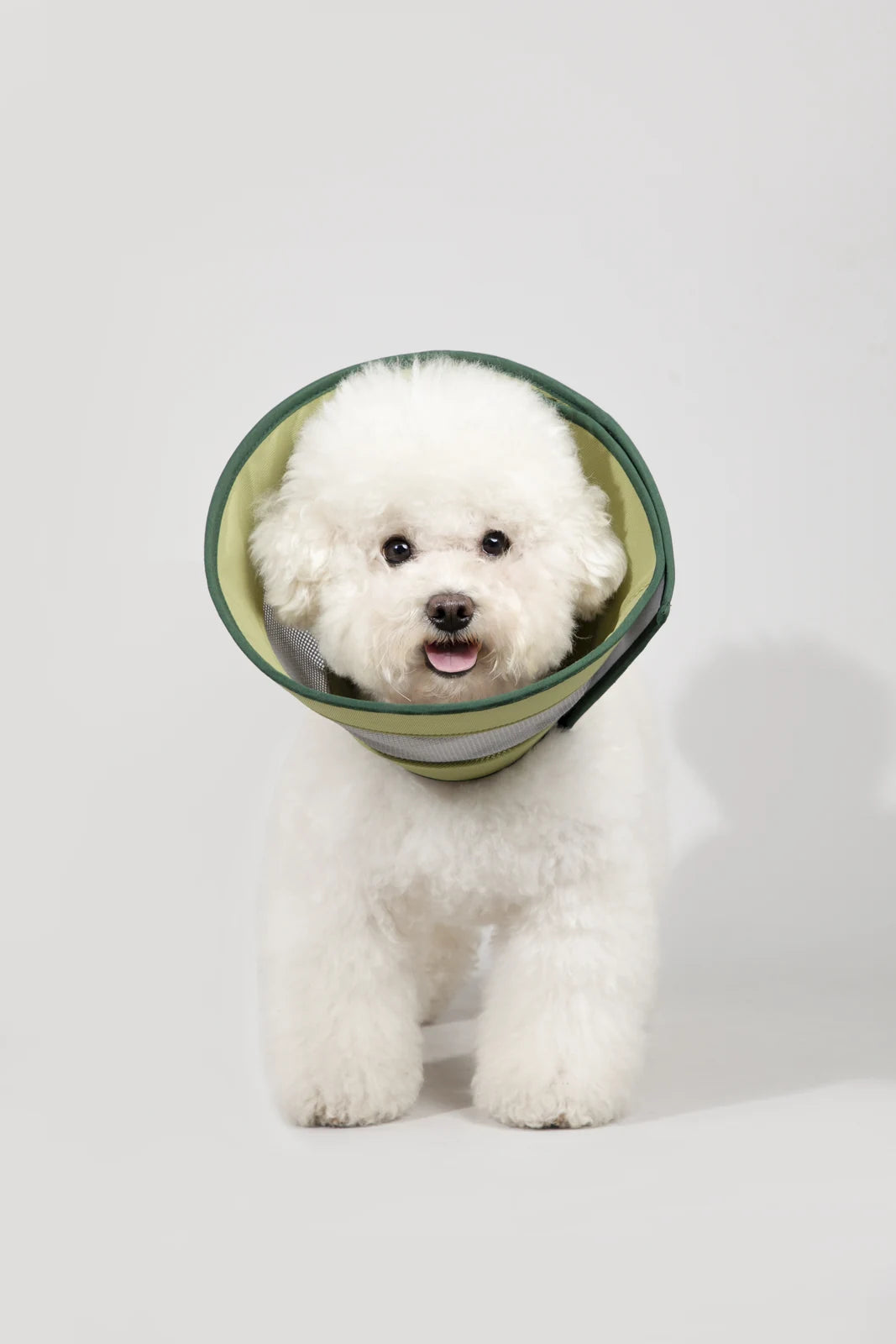 Green mesh recovery cone, shown on a dog in the studio