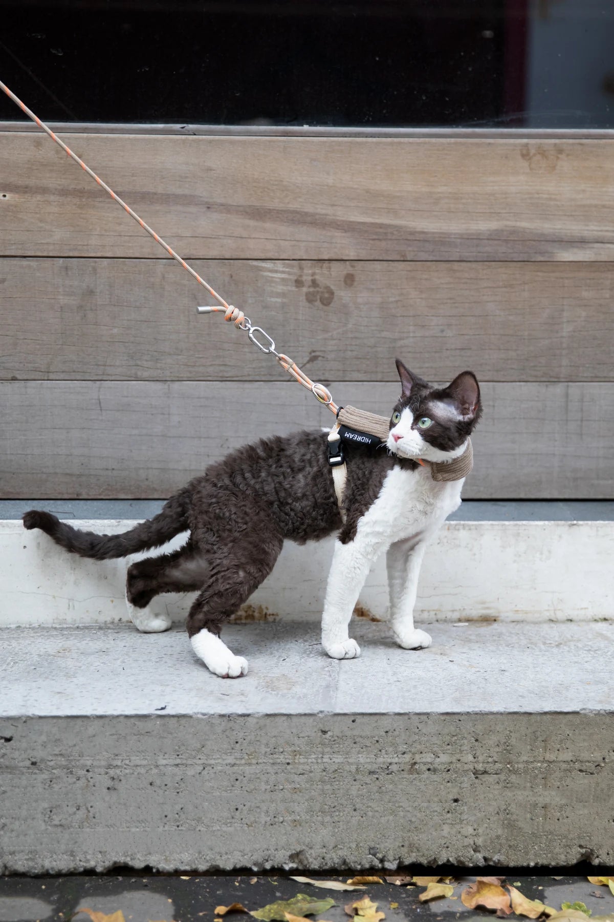 Cat exploring beside its owner on a wooden path
