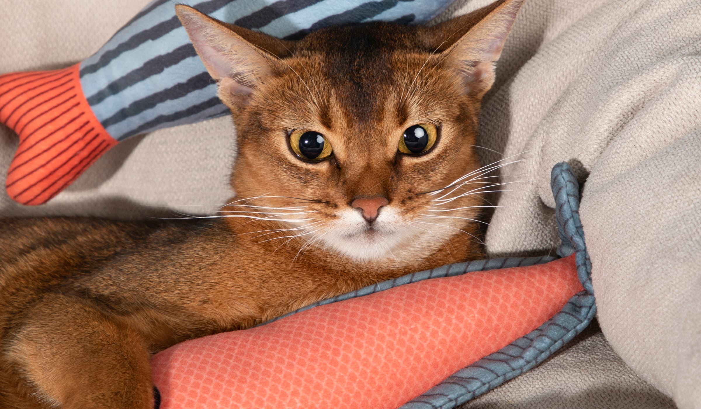 A cat curled up on the sofa hugging its striped catnip fish