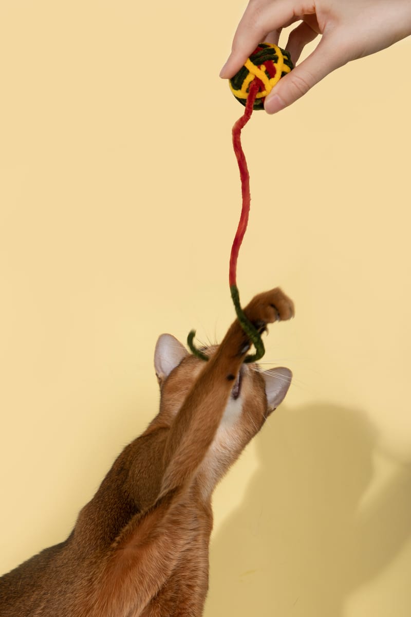 A cat reaching up for a bell ball toy dangled by hand