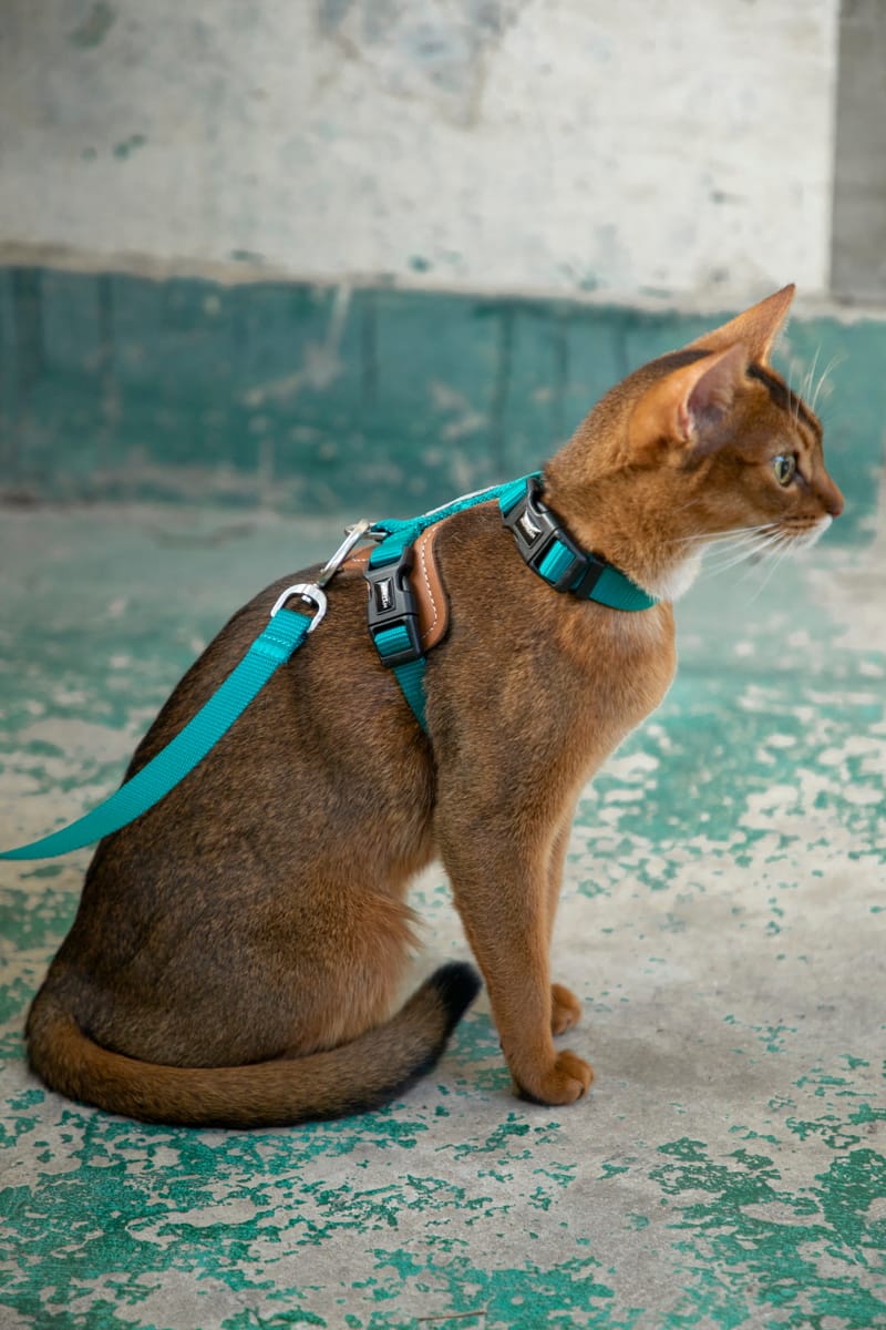 A cat in a teal Bobo harness against a weathered teal wall