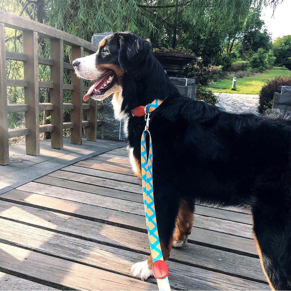 Understanding Neurological Issues in Dogs: Common Conditions and Symptoms - HiDREAM