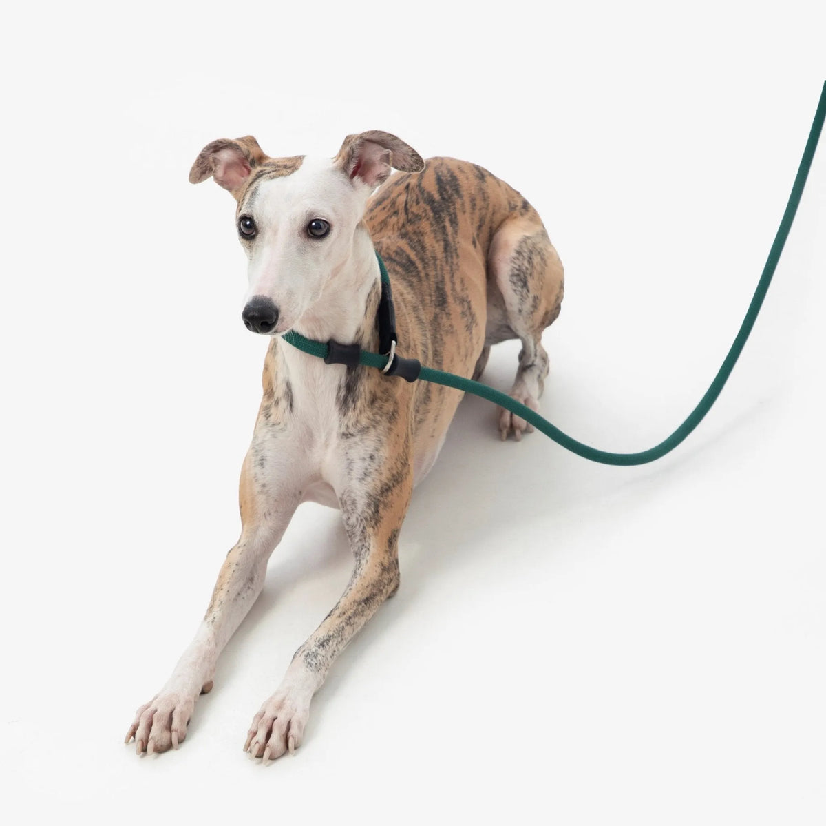 Collars & harnesses