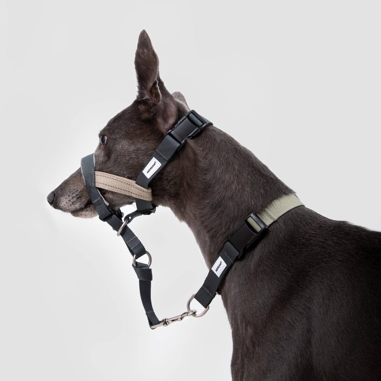 Valley Dog Head Collar & Leash Set