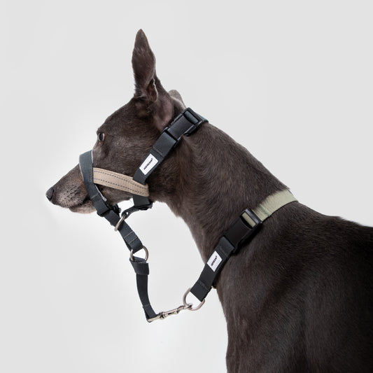 Valley Dog Head Collar & Leash Set
