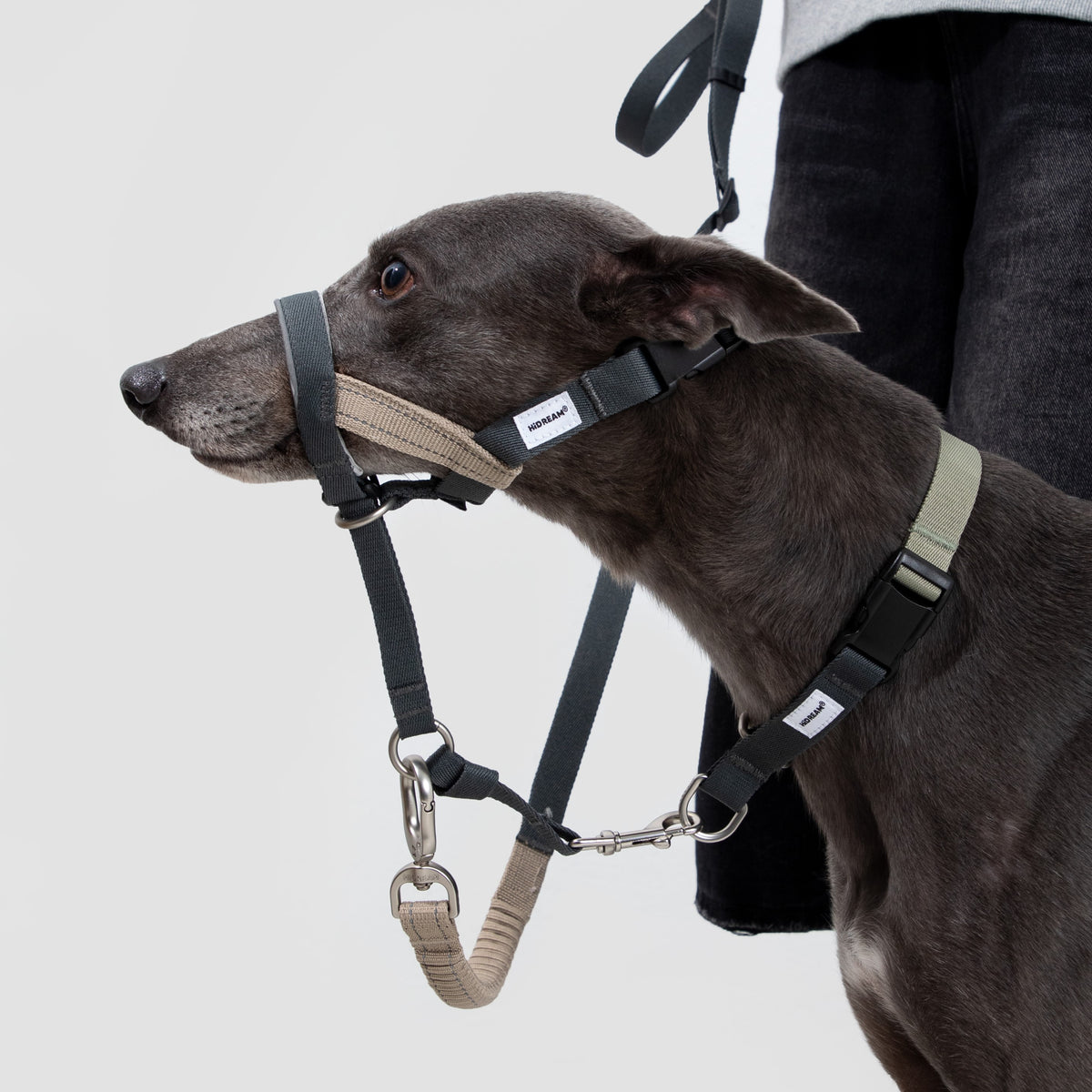 Valley Dog Head Collar & Leash Set