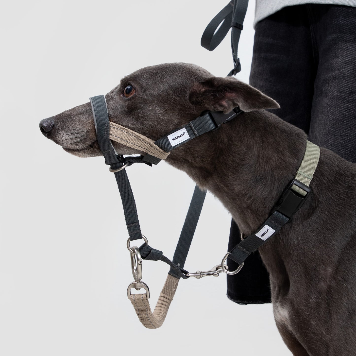 Valley Dog Head Collar & Leash Set