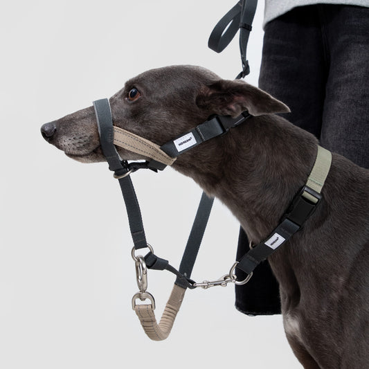Valley Dog Head Collar & Leash Set
