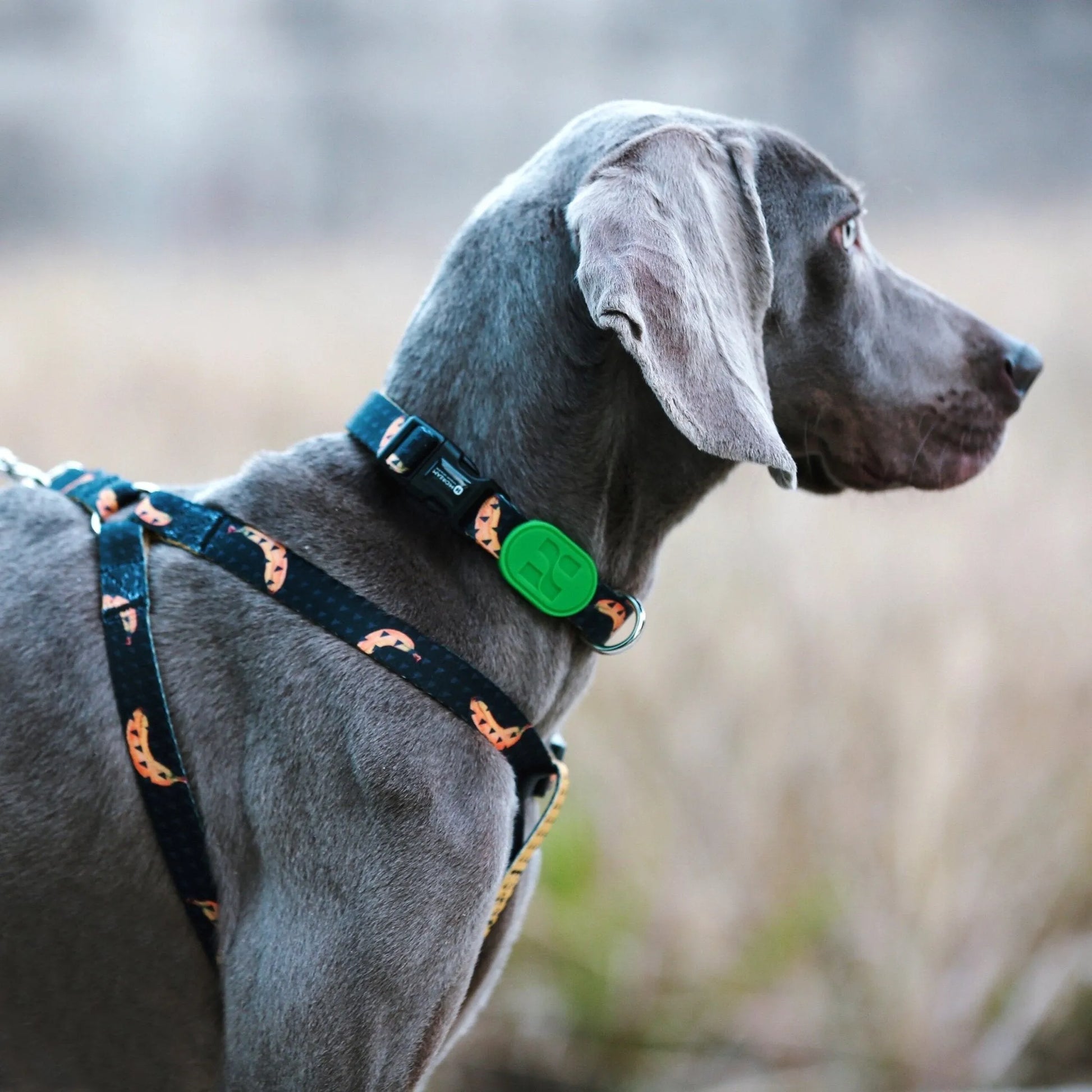 Colourful Series - 'Y' Dog Harness Bundle - HiDREAM