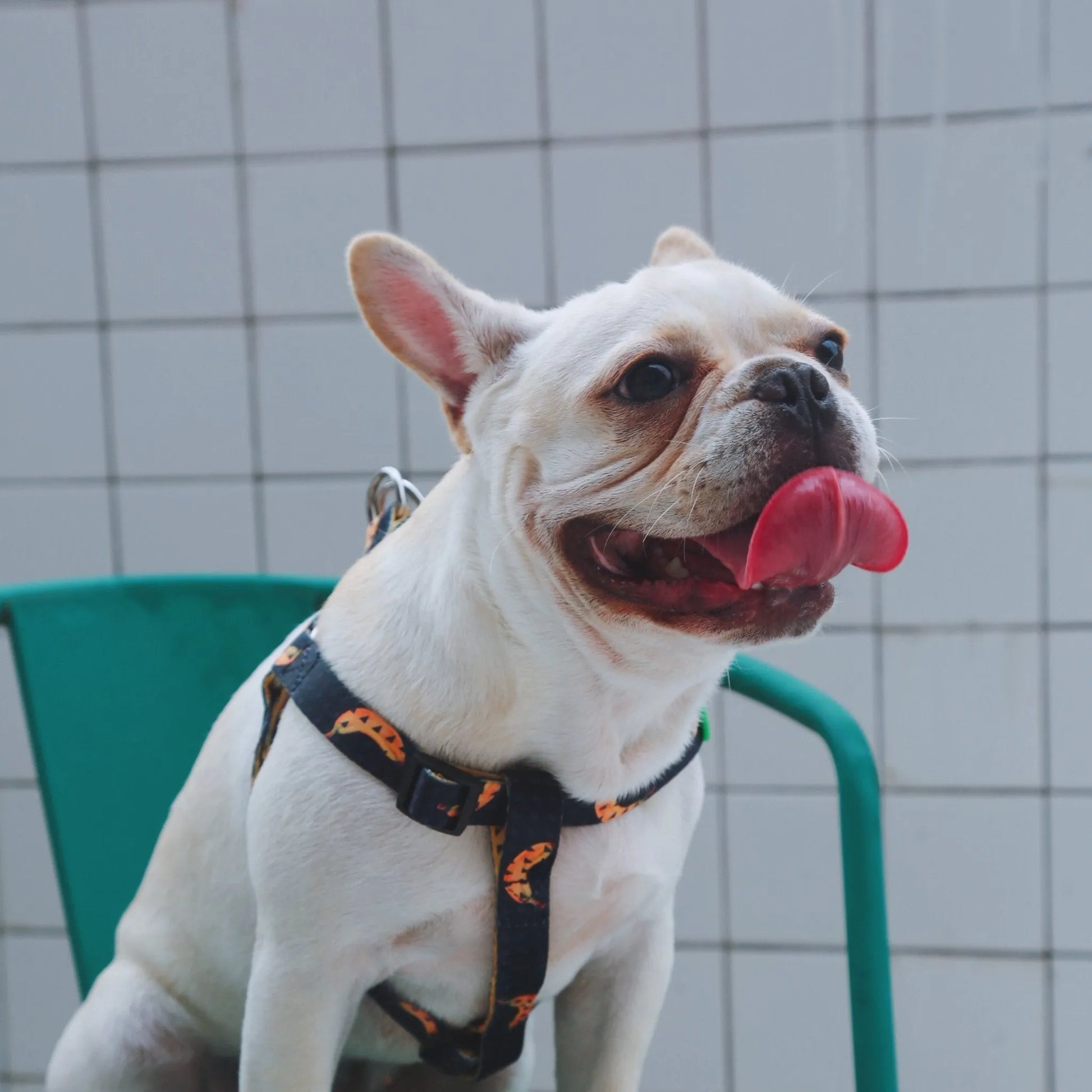 Colourful Series - 'Y' Dog Harness Bundle - HiDREAM