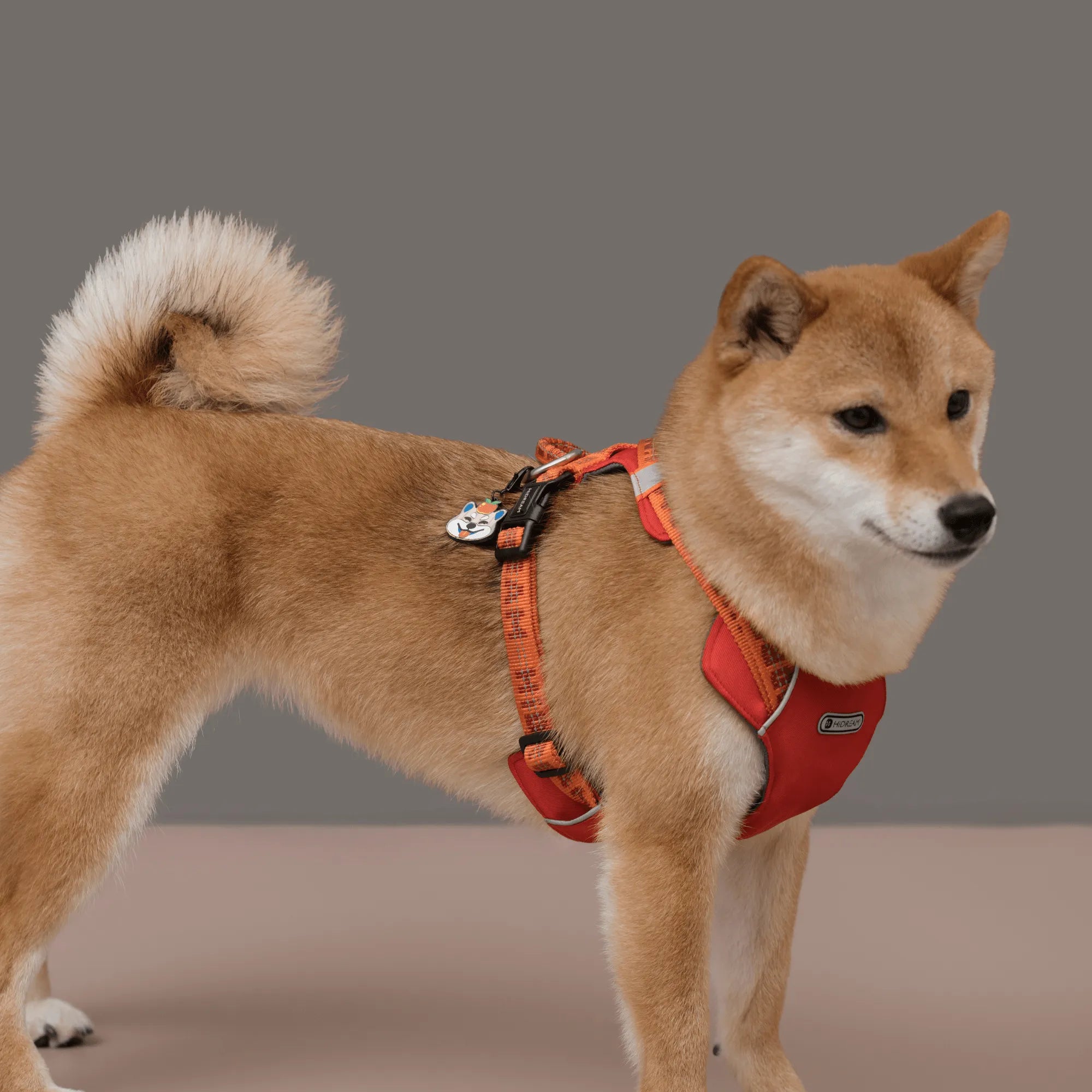 [Customizable] Pet ID Tags - HiDREAM