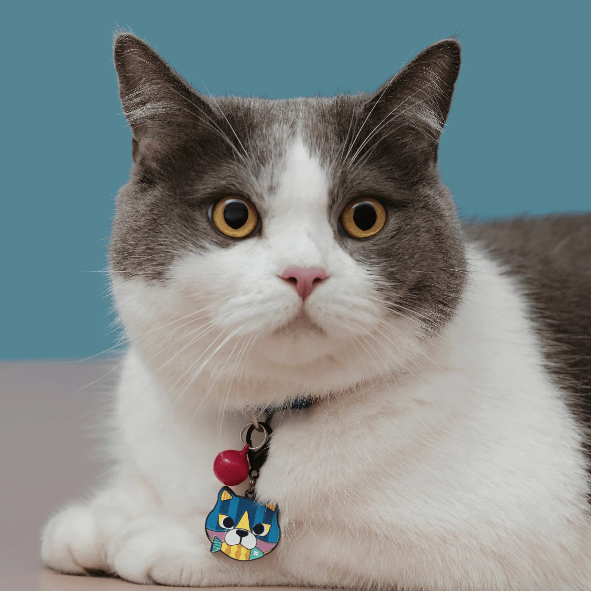 [Customizable] Pet ID Tags - HiDREAM