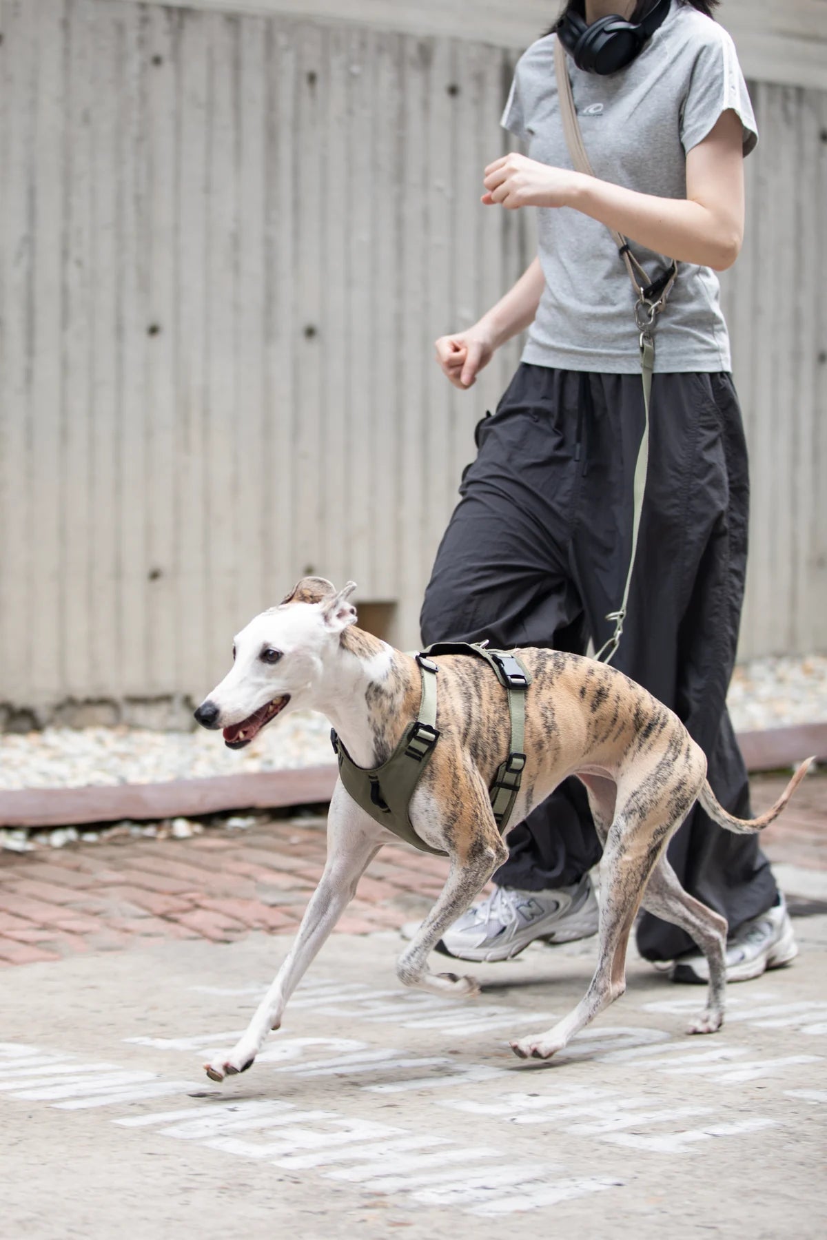 Owner walking beside a dog in the Clay Brown sport harness