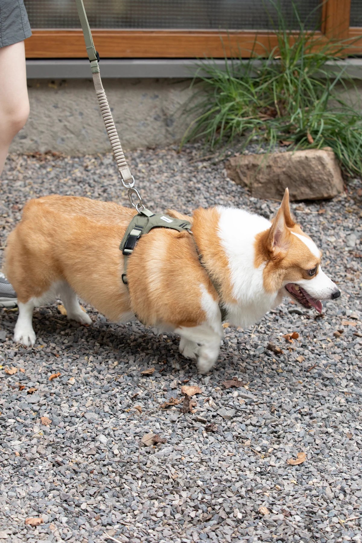 Corgi walking outside in the Deep Moss Green sport harness