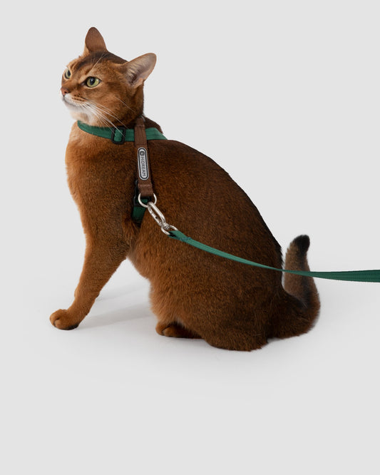 Cat wearing the green Figure-8 harness with matching leash