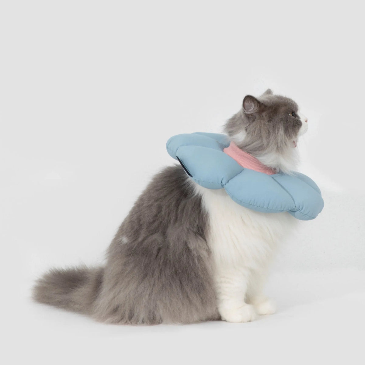 Flower-Shaped Cat Recovery Collar – image 6