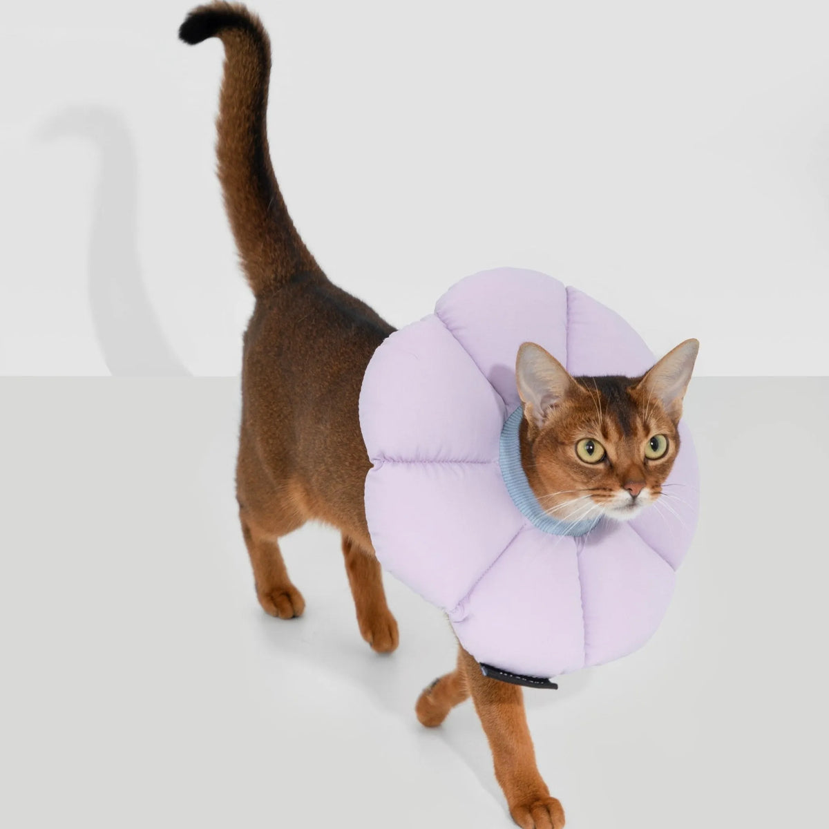 Flower-Shaped Cat Recovery Collar – image 2