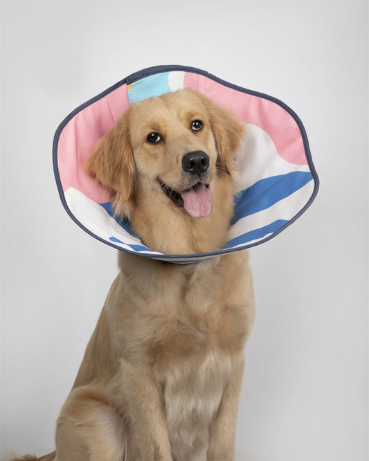 Golden retriever wearing the blue Flower Soft recovery cone
