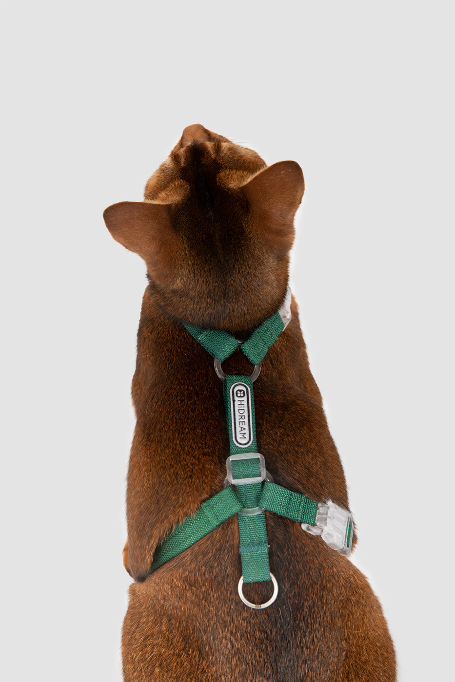 A back strap that adjusts