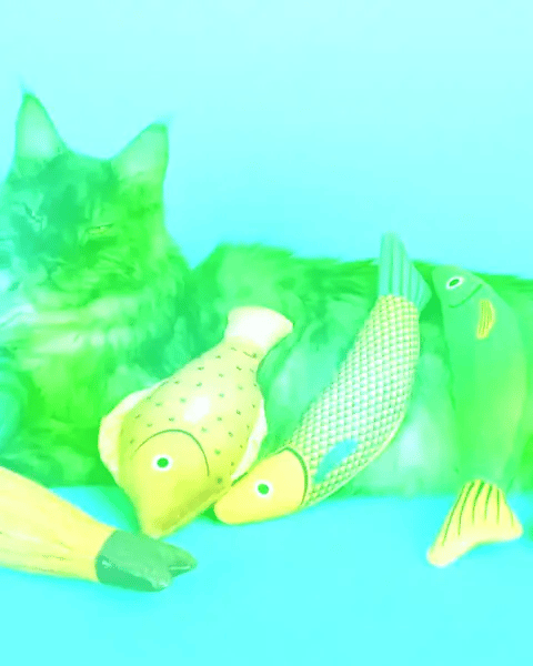 Seven fish to choose from