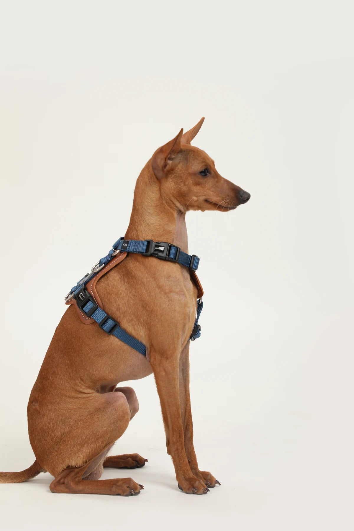 Side view of a dog wearing the Mountain Blue Bobo harness