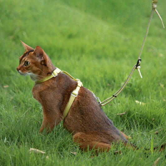 Bobo Rope & Nylon Cat Harness Set – image 2