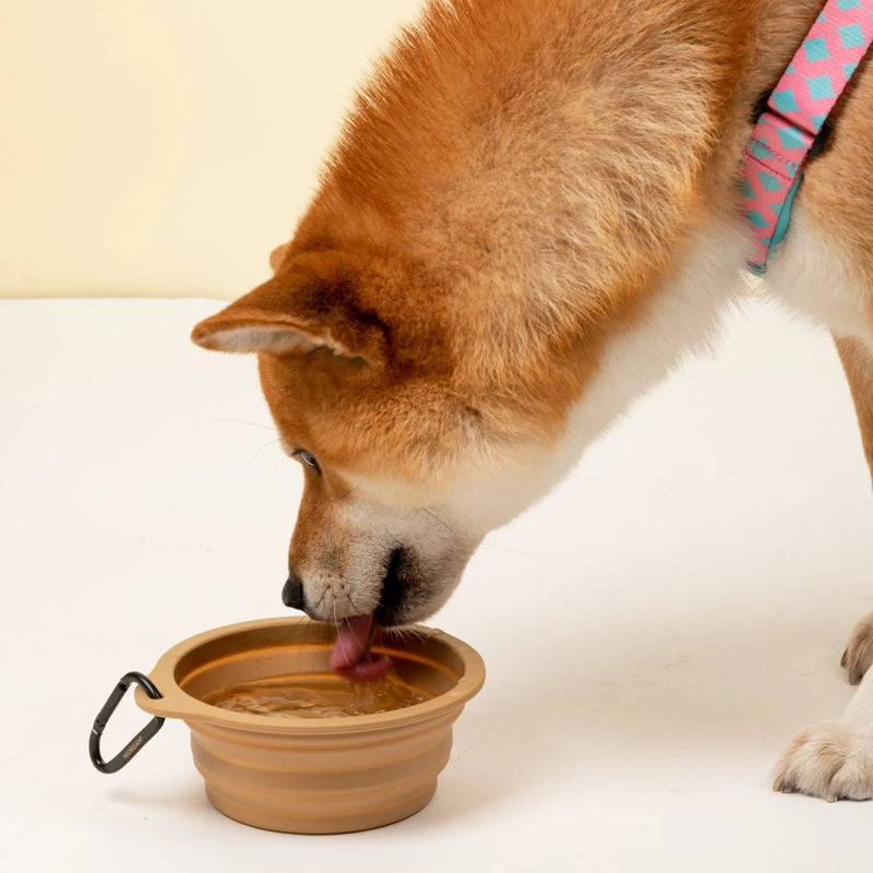 Collapsible Travel Pet Bowl