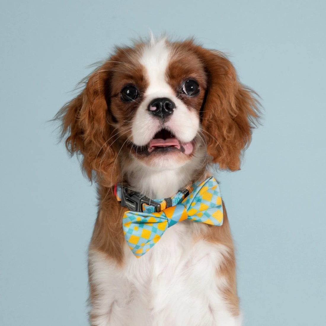 HiDREAM Colorful Series - Bow Tie Fun Bow Ties for Dogs & Cats Cute Comfortable bow tie - HiDREAM