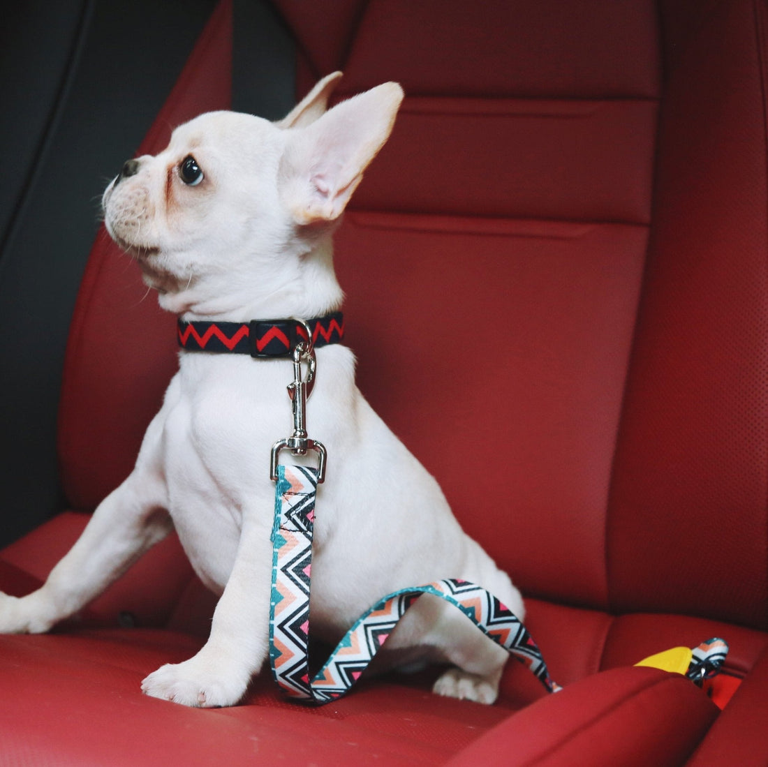 HiDREAM Colorful Series - Dog car Safety Belt Seat Belt Retractable Dog Car Harness - HiDREAM