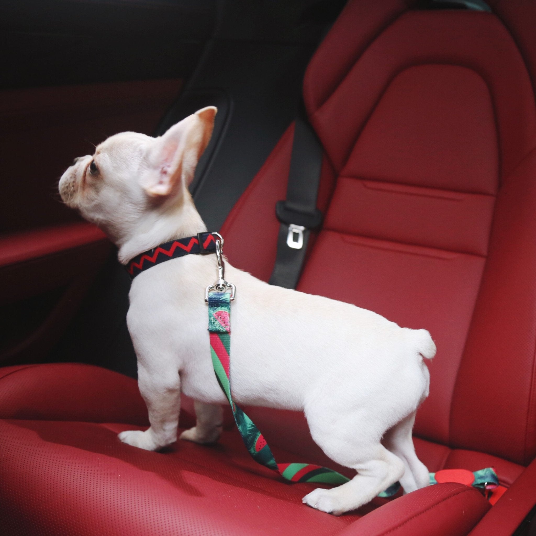 HiDREAM Colorful Series - Dog car Safety Belt Seat Belt Retractable Dog Car Harness - HiDREAM