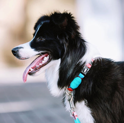 HiDREAM Colorful Series - Dog Colar Bundle Comfortable &amp; Stylish Pet Collar - HiDREAM