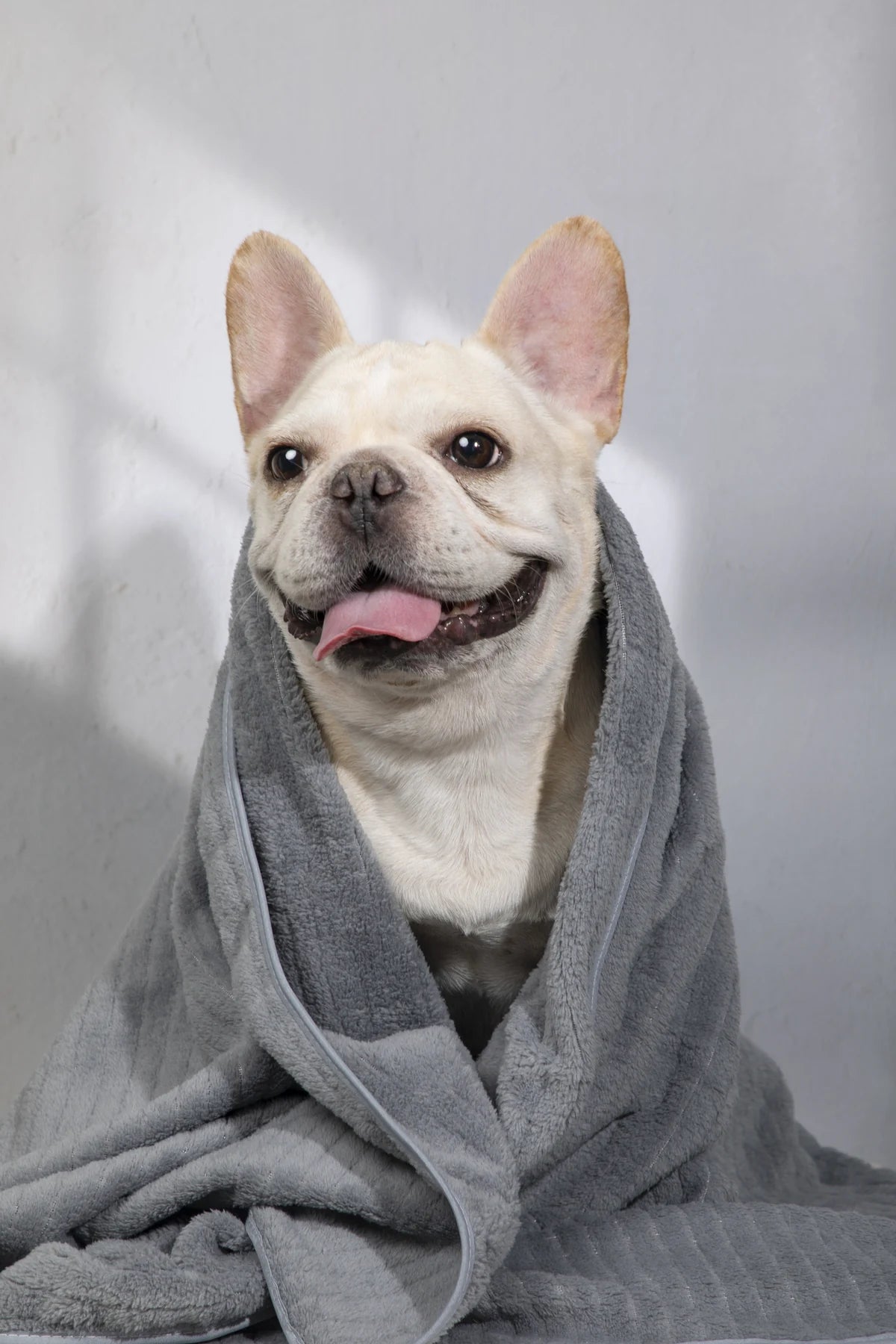 Dog sitting with the Cloud Gray towel draped loosely around its shoulders