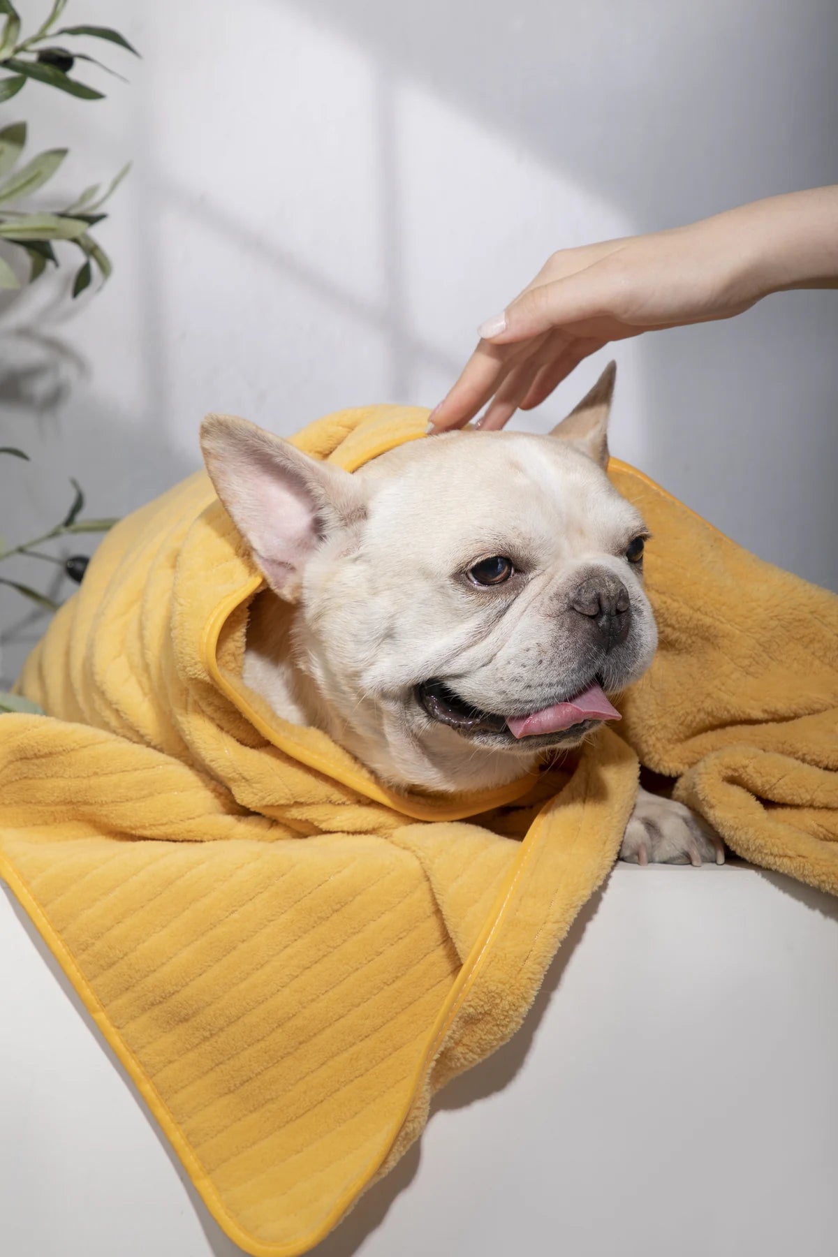 Owner gently drying a dog with the yellow towel