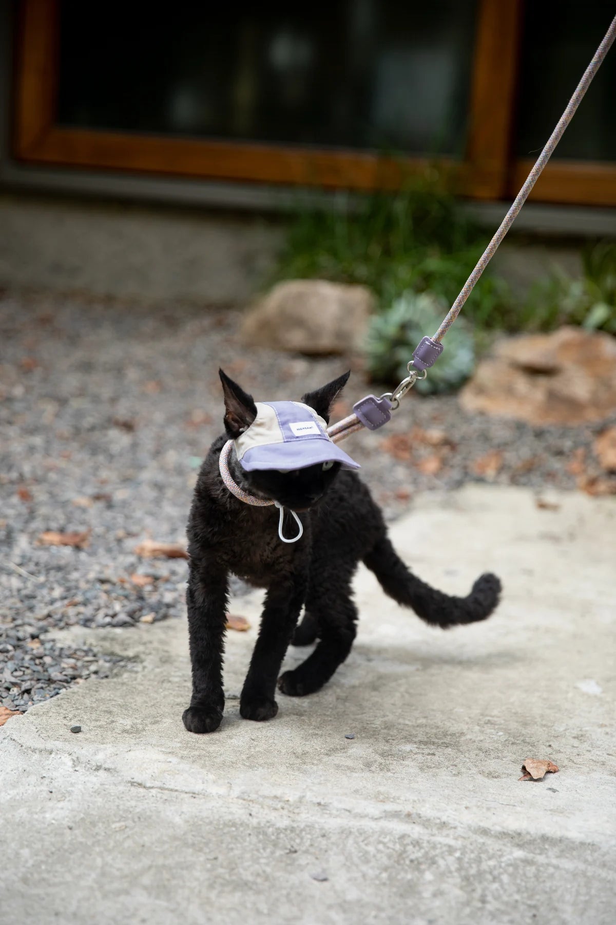 Black cat outside wearing the purple cap and a separate harness