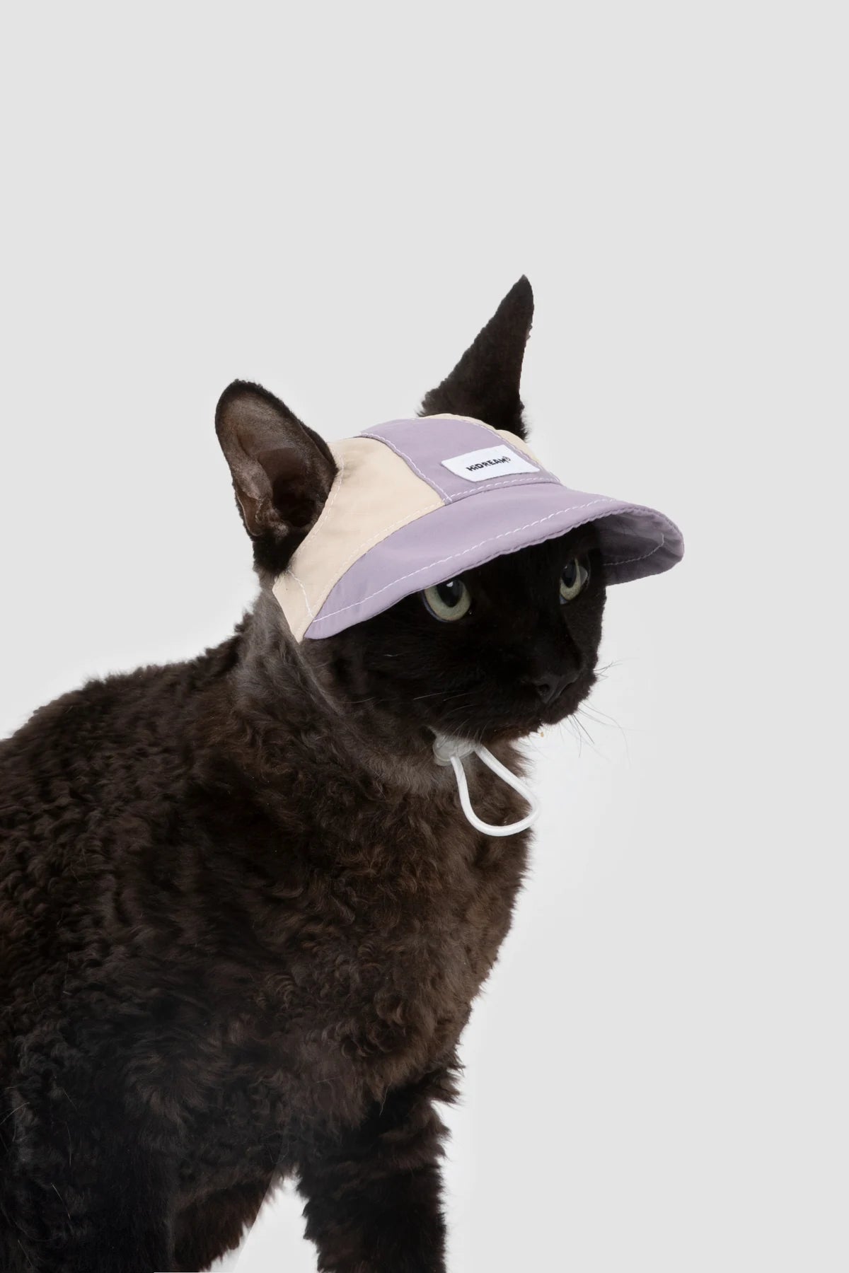Close view of the Hibiscus Purple cap on a black cat
